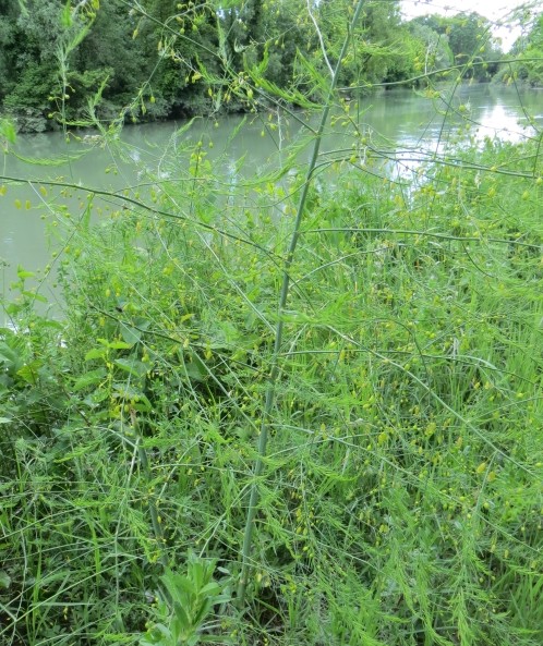 Erba palustre?  No, Asparagus sp.